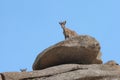 Two female mountain goats on top of some characteristic rocks of the landscape of `La Pedriza`