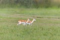 Nile Lechwe antelope Royalty Free Stock Photo