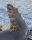 Two female northern elephant seals singing