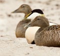 Two female and one male duck on a beach Royalty Free Stock Photo