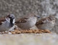 two female and one male Italian sparrows eating