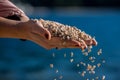 Two female palms holding handful of a small pebble stones, some pebbles are falling Royalty Free Stock Photo