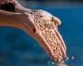 Two female palms holding handful of small pebbles, few pebbles are falling, blurred sea on background Royalty Free Stock Photo