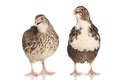 Two female quails on a white