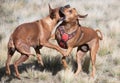 Two Female Rhodesian Ridgebacks are playing