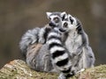 female Ring-tailed Lemurs, Lemur catta, sit on a log with striped tails Royalty Free Stock Photo