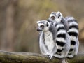 female Ring-tailed Lemurs, Lemur catta, sit on a trunk and look around Royalty Free Stock Photo