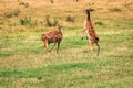 Two female sika deer start dancing on the field Royalty Free Stock Photo