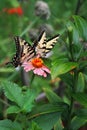 Pair of Tiger Swallowtail butterflies feed on a pink zinnia Royalty Free Stock Photo