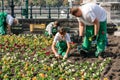 Two female and two male caucasian garden workers who plants colorful plants in a flowerbed in Budapest Hungary.