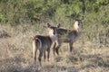 Two female waterbucks looking into the camera with stunning side sunset light