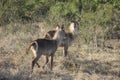 Two female waterbucks looking into the camera with stunning side sunset light