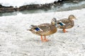 Two female wild ducks near the icy pond in winter time, wintering of wild ducks in the city, fauna Royalty Free Stock Photo