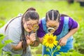 Two female young friends with down syndrome exploring sunflower together Royalty Free Stock Photo