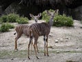 females of the Lesser kudu, Tragelaphus imberbis, observe the surroundings Royalty Free Stock Photo