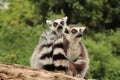 Two females of ring-tailed lemur, Lemur catta, sit on trunk. One holds little one which sucks mother milk. Animal family. Wildlife