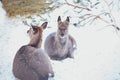 Two females. Sika deers ,  Cervus nippon, spotted deer , are lying on the snow on a white Royalty Free Stock Photo