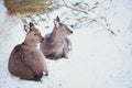 Two females Sika deers are lying on the snow