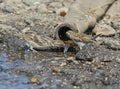 Two females of thes house sparrow drink water