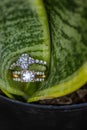 Wedding Rings in Curled Green Leaf Royalty Free Stock Photo