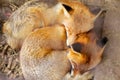 Two Fennec fox sleeping together. Red fox, vulpes vulpes, small young cubs. Cute little wild predators in natural Royalty Free Stock Photo