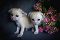 Two fennec foxes cub with pink flowers Royalty Free Stock Photo