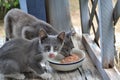 Two feral cats eating wet food from dish