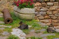 Feral Cats in Rumeli Hisari