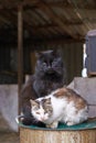Two feral cats resting together in an abandoned barn setting Royalty Free Stock Photo