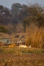 two feral dogs feasting or eating wild spotted deer or chital or axis axis after hunting a major threat to wildlife conservaion in Royalty Free Stock Photo