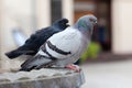 Two feral pigeons, common grey city dove, pair of birds up close, columba livia domestica species, simple closeup, detail