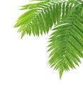 Two Ferns