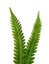 Two ferns Royalty Free Stock Photo