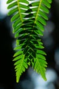 Two ferns crossed creating a beautiful green glow Royalty Free Stock Photo