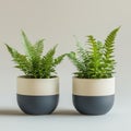 Two ferns in modern two tone planters home decor greenery isolated on white background Royalty Free Stock Photo