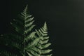 Two ferns over a black background a copy space Royalty Free Stock Photo