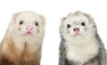 Two Ferrets. Close-up portrait Royalty Free Stock Photo
