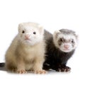 Two Ferrets kits (10 weeks) Royalty Free Stock Photo