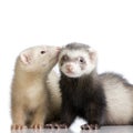 Two Ferrets kits (10 weeks) Royalty Free Stock Photo