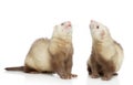Two ferrets look up