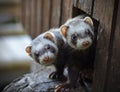 Two ferrets looking out of their wooden house Royalty Free Stock Photo