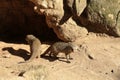 Two ferrets near cave