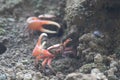 Fiddler Crabs Defensive Stance Fighting Claws