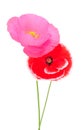 Two field, red and pink poppy isolated Royalty Free Stock Photo