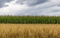 Two fields: corn and oat. Stormy sky