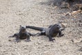 Two fierce looking marine iguanas seen in closeup standing their ground on a dirt road