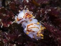 Two Fiery nudibranchs or sea slugs underwater Royalty Free Stock Photo