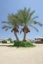 Two fig palm trees with fruits and green grass foliage isolated against blue sky background Royalty Free Stock Photo