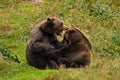 Two fight brown bears in the forest. Portrait of brown bear, sitting on the grey stone, pink flowers at the background, animal in