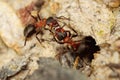 Two fighting ants Royalty Free Stock Photo